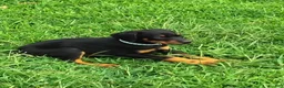 Doberman Pinscher dogs for sale: Doberman Pinscher / Light Blue - Ad 1