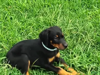 Doberman Pinscher dogs Doberman Pinscher / Light Blue - Ad 32