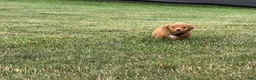 Mini Goldendoodle dogs for sale: Mini Goldendoodle 3 - Ad 6