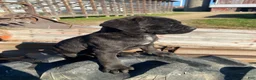 Cane Corso dogs for sale: Cookie - Ad 8