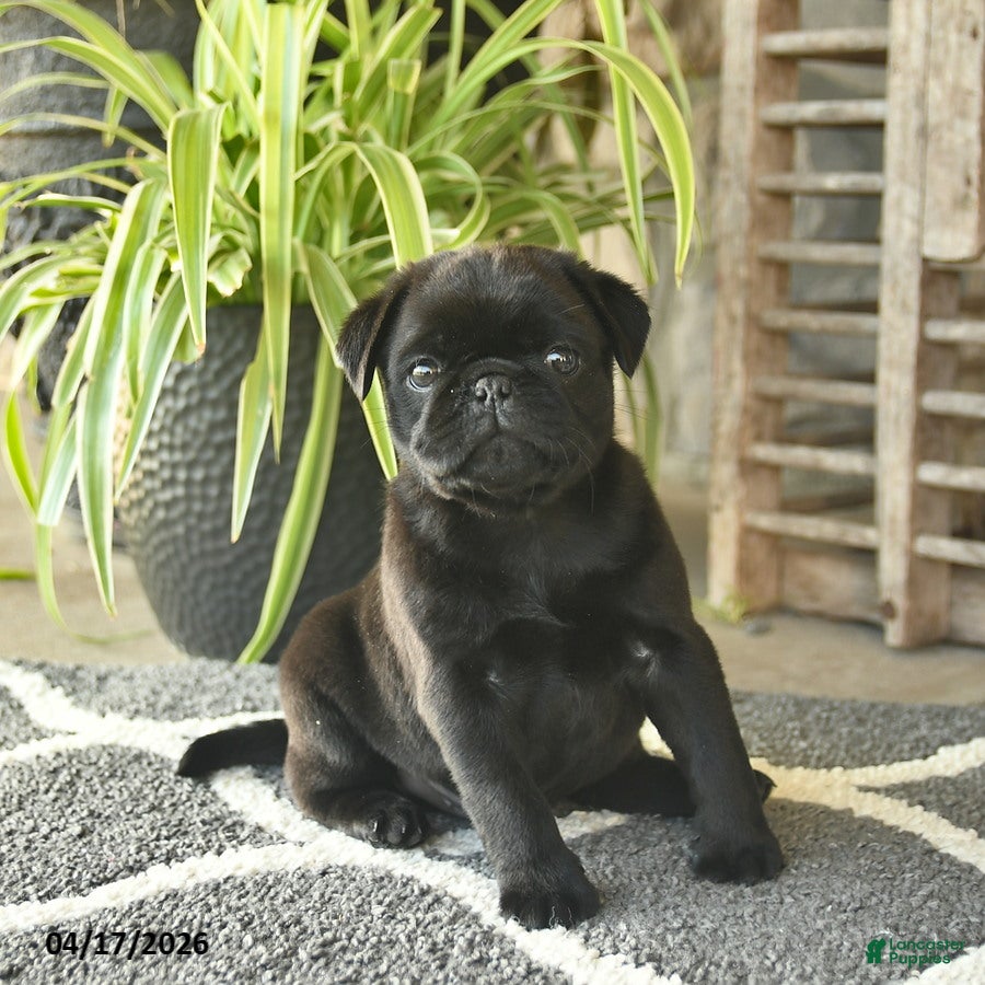 Pug dogs Tango  - Ad 1