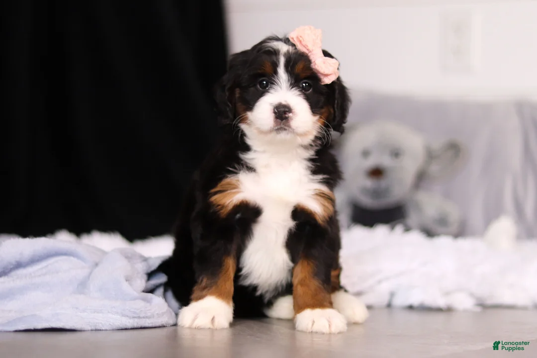 Mini Bernedoodle dogs for sale: Lady  - Ad 2