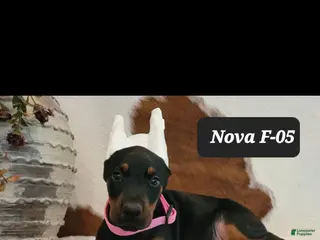 Doberman Pinscher dogs Nova - Ad 42