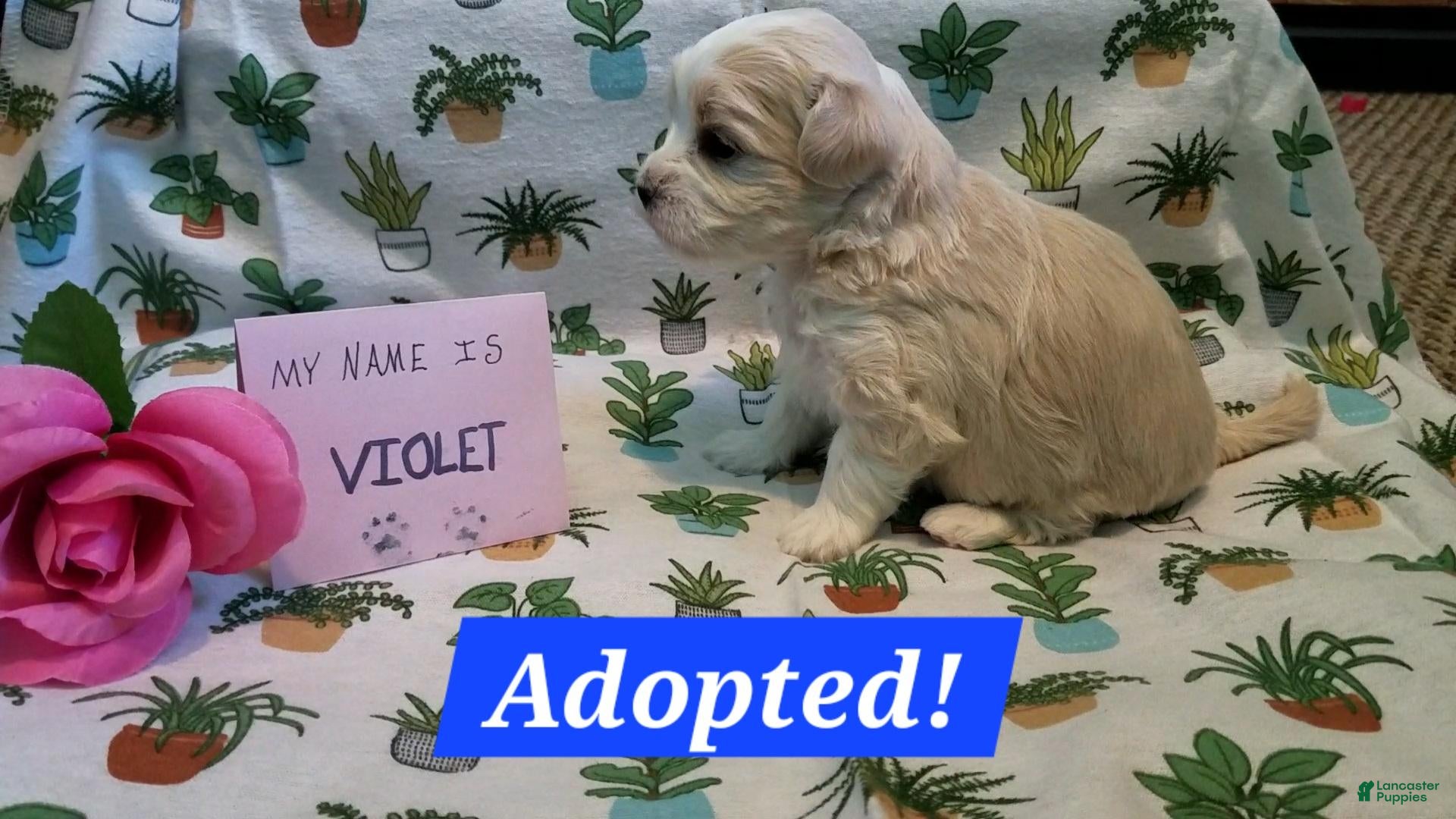 Maltipoo dogs ADOPTED Violet - Ad 1