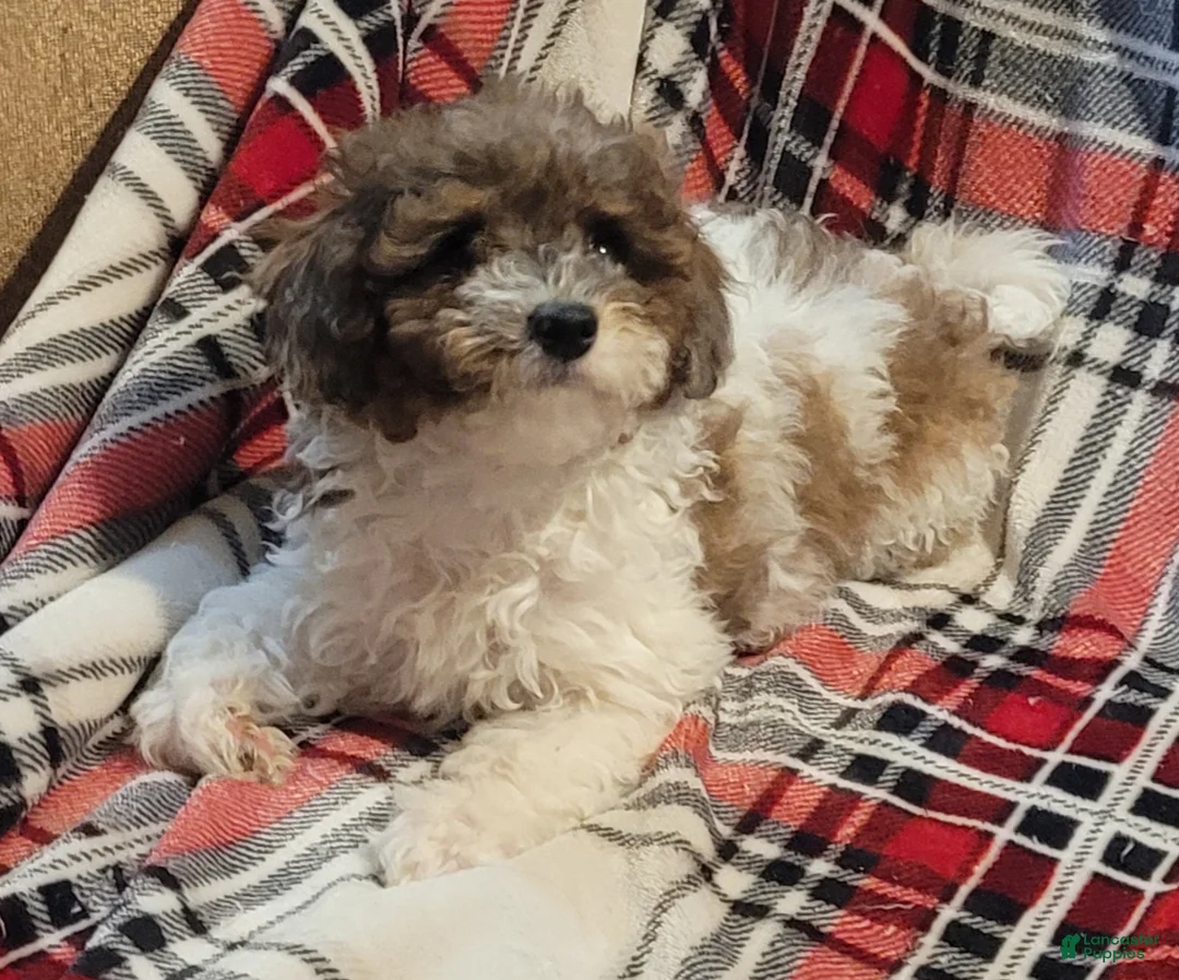 Miniature Poodle dogs for sale: Zenith  - Ad 2