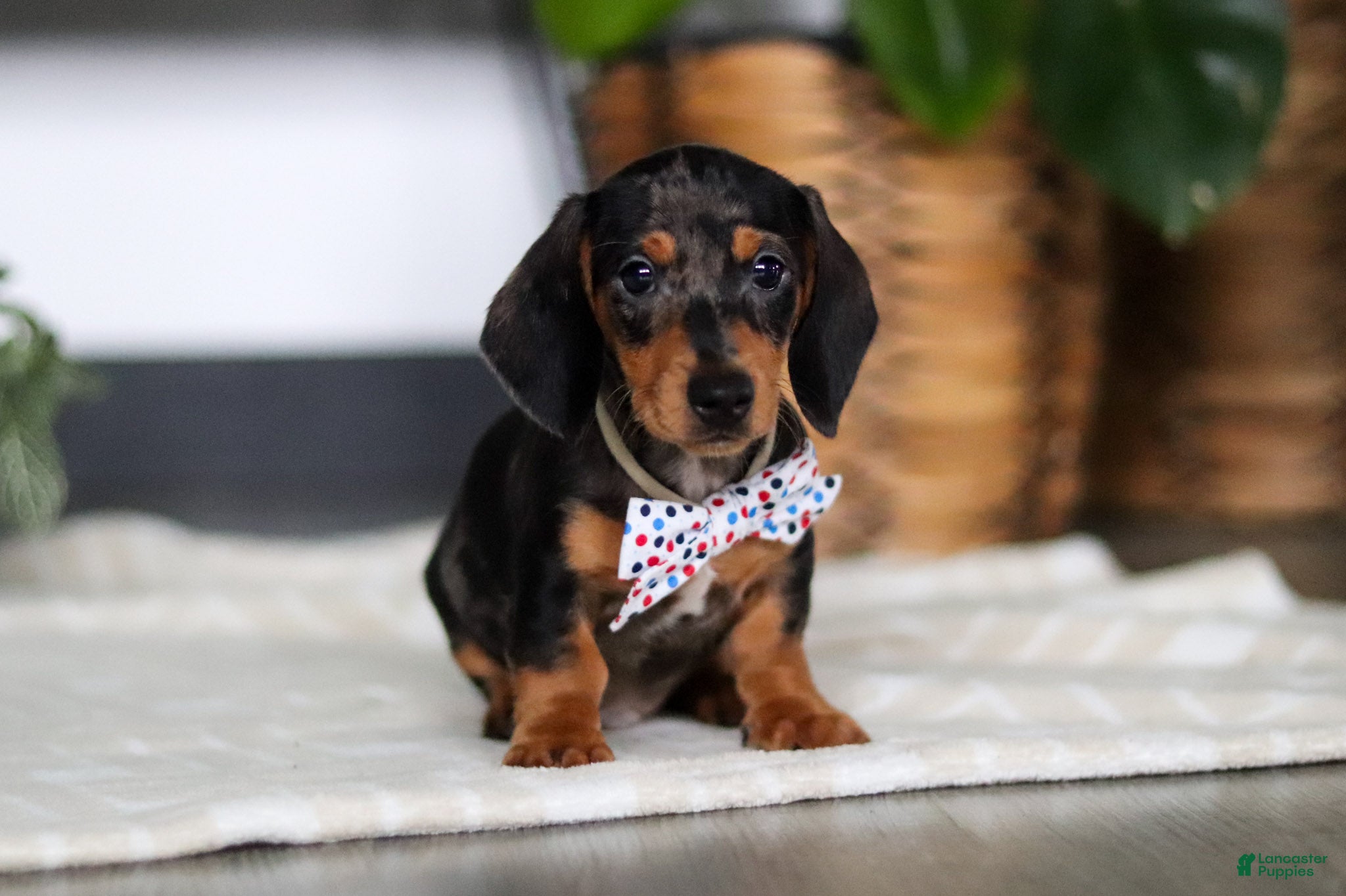 Miniature Dachshund dogs Anson - Ad 1