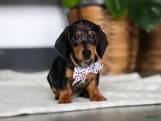 Miniature Dachshund dogs for sale: Anson - Ad 2