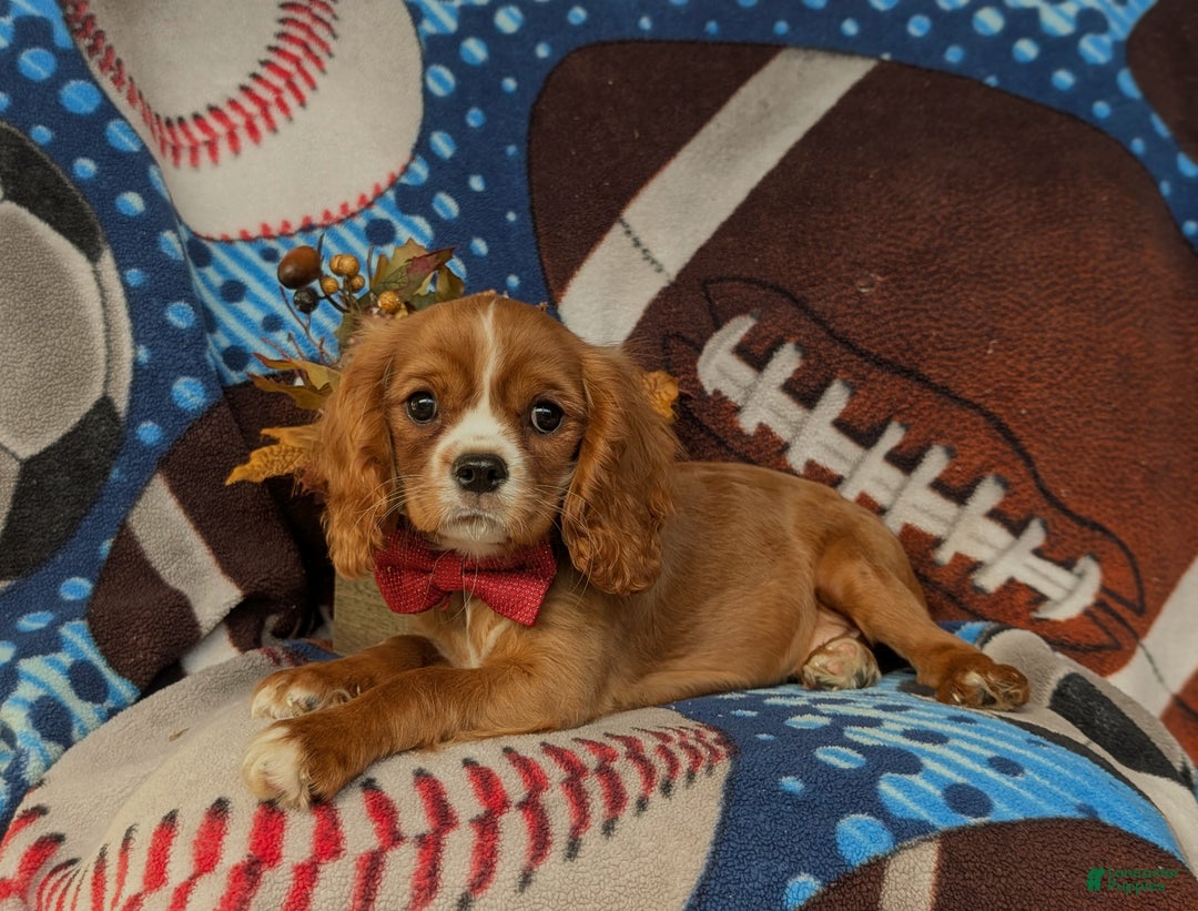 Cavalier King Charles Spaniel dogs for sale: Tanner - Ad 4