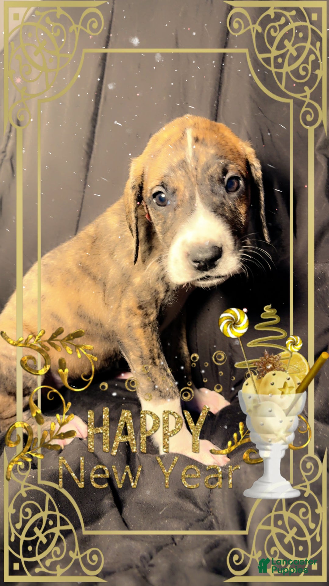 Great Dane dogs for sale: Izzy - Ad 1