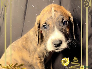 Great Dane dogs Izzy - Ad 37