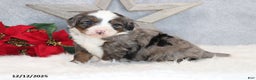 Mini Bernedoodle dogs for sale: Kenji - Ad 1