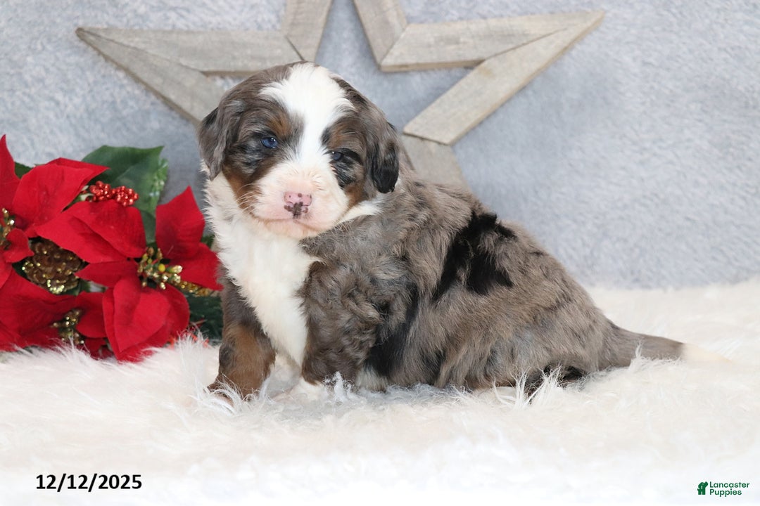 Mini Bernedoodle dogs for sale: Kenji - Ad 1