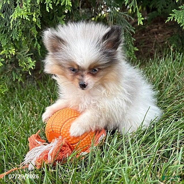 Pomeranian dogs Elsa - Ad 2