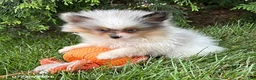 Pomeranian dogs for sale: Elsa - Ad 2