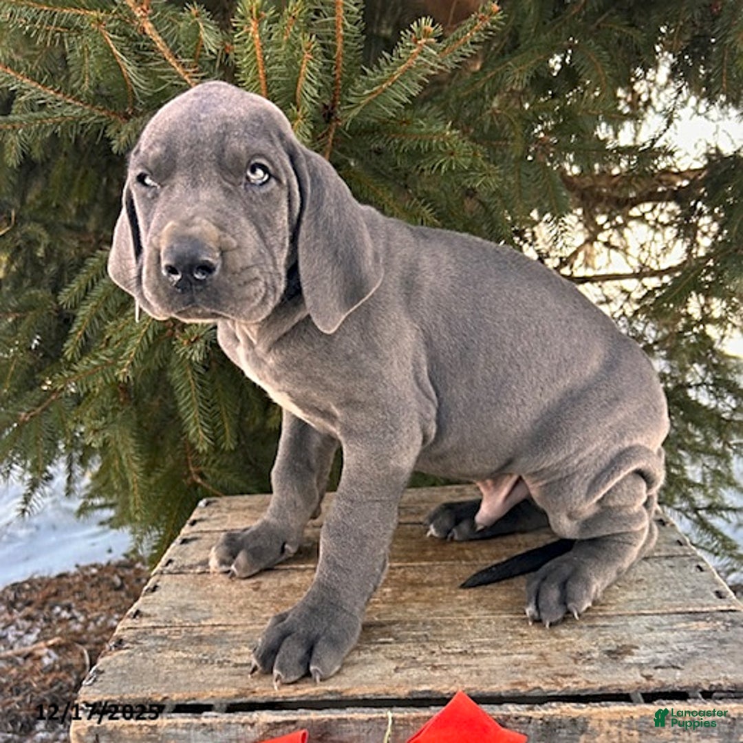 Great Dane dogs for sale: Sterling - Ad 2