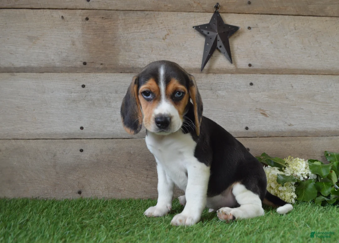 Beagle dogs for sale: Blue Eye Jack - Ad 1