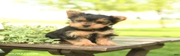 Yorkshire Terrier dogs for sale: Lucy - Ad 2