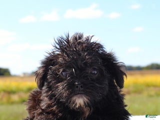 Mixed Breed dogs - Ad 39