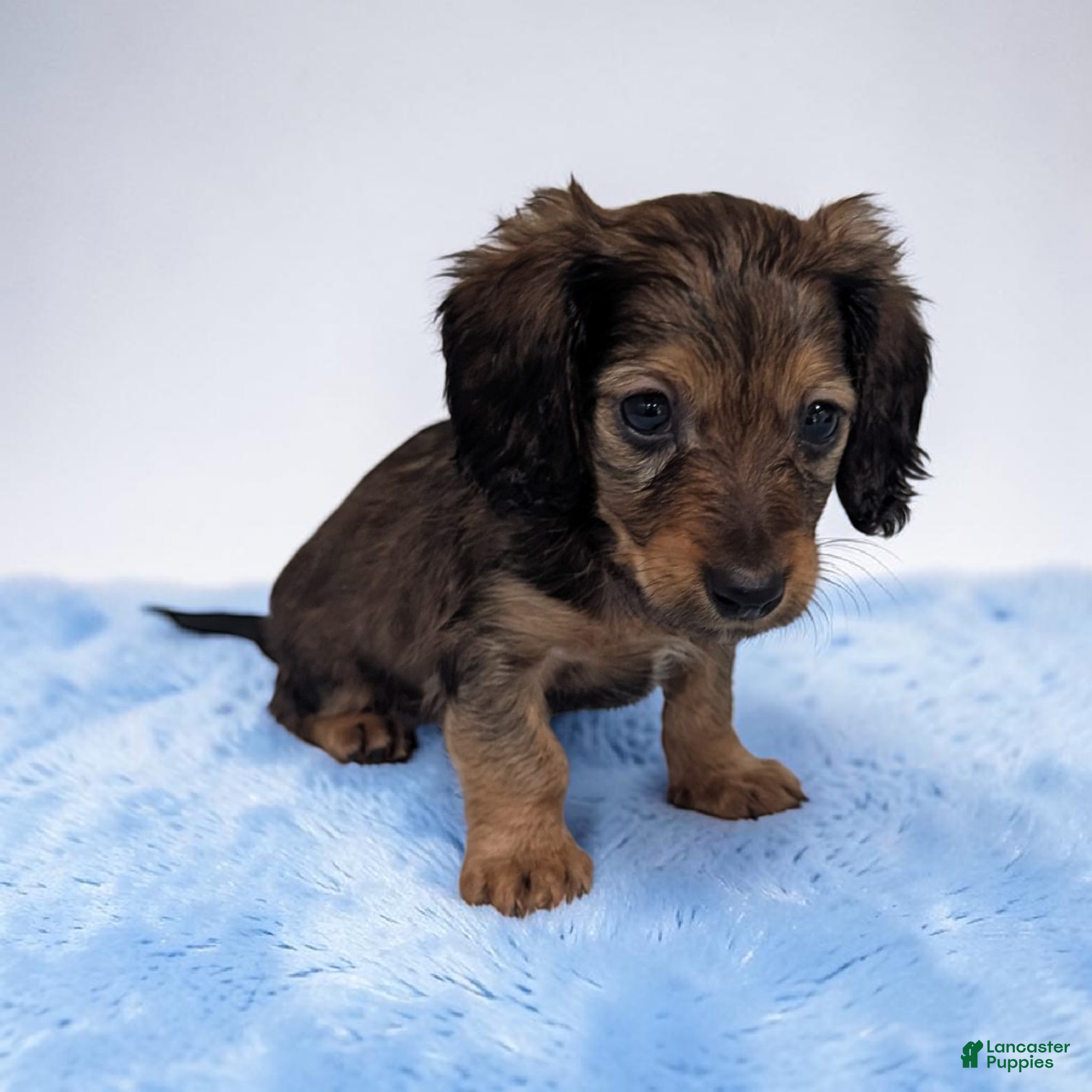 Miniature Dachshund dogs Benji - Ad 1