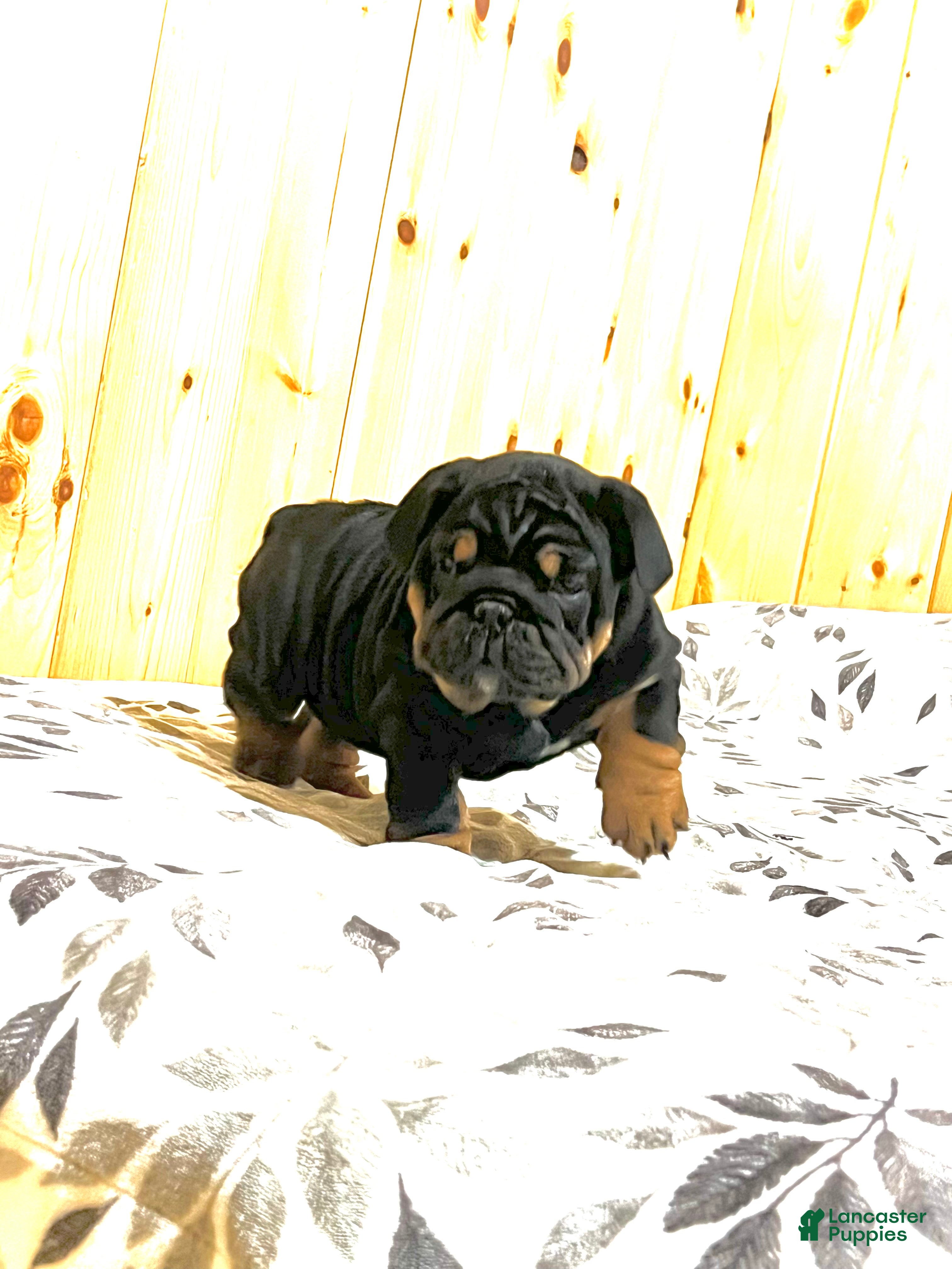 English Bulldog dogs Winston - Ad 37