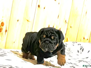 English Bulldog dogs Winston - Ad 10