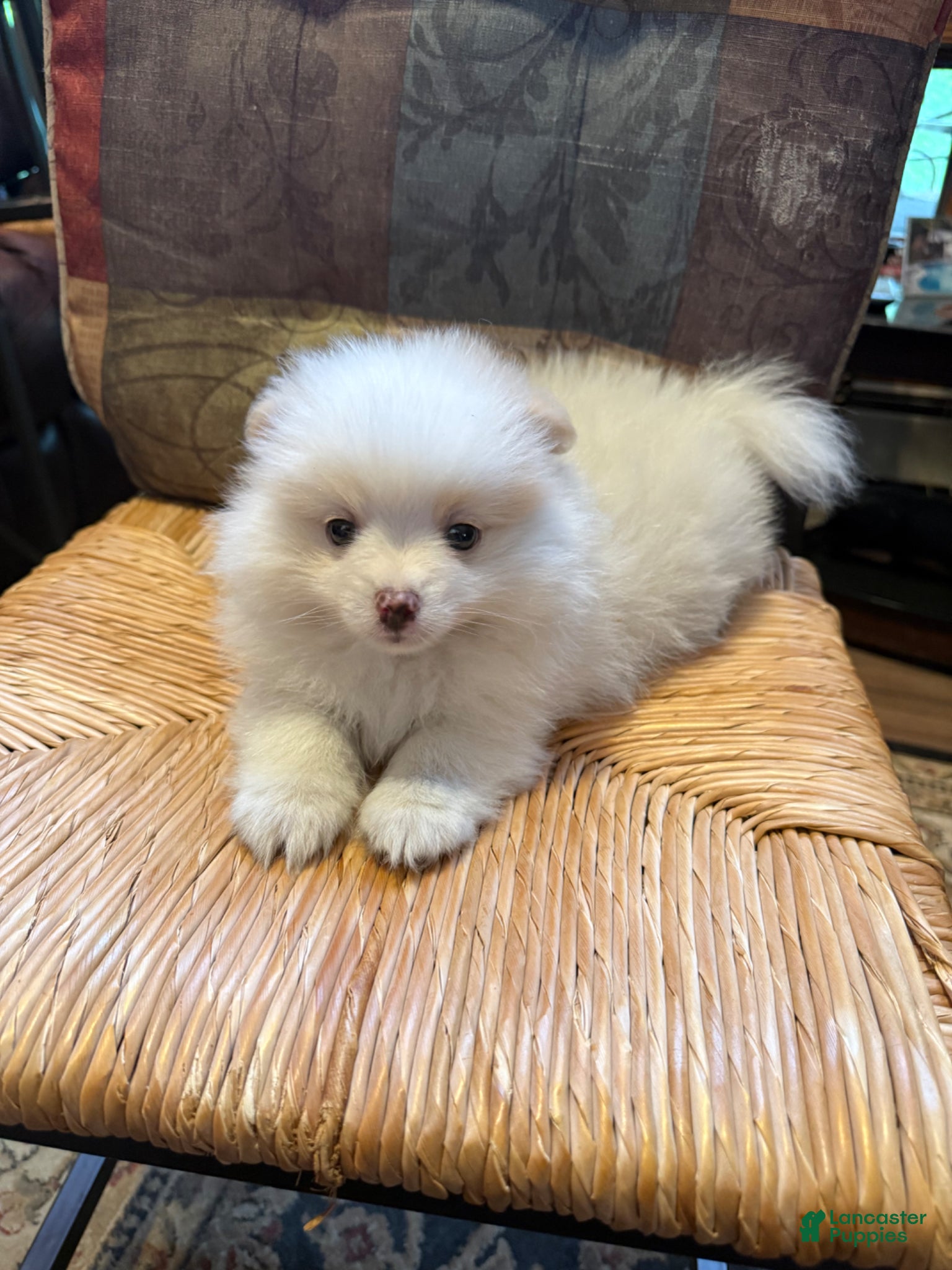 Pomeranian dogs Pomeranian Puppy 1 - Ad 1