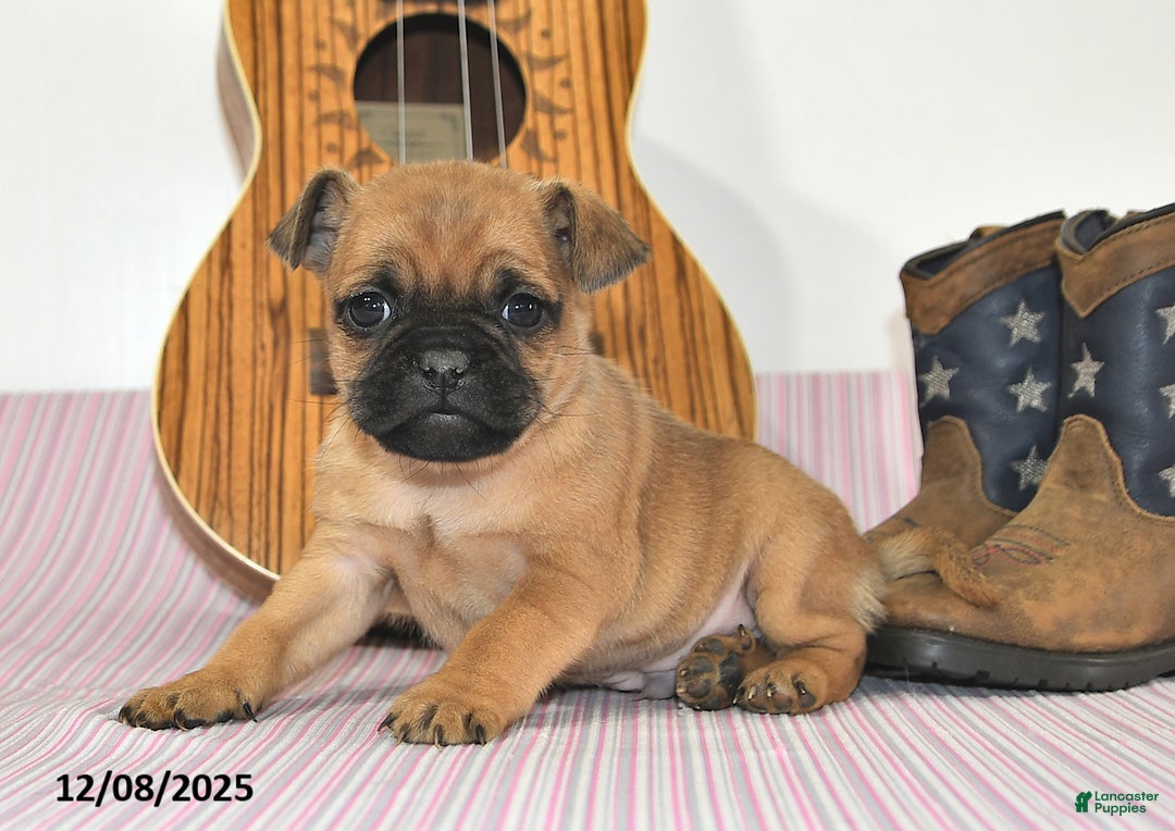 Jug dogs for sale: Arlo - Ad 2