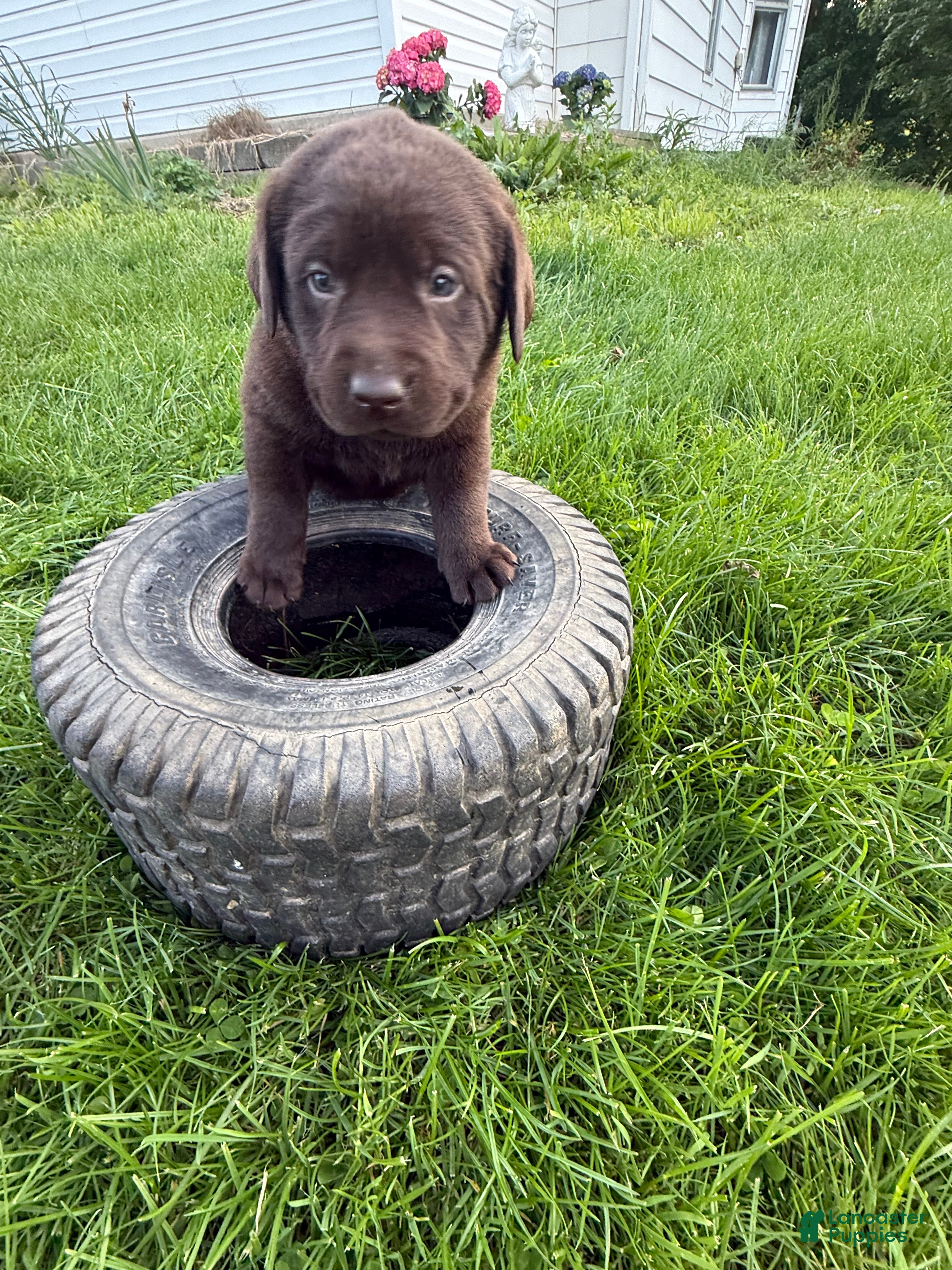 Labrador Retriever dogs Labrador Retriever Puppy DARK GREEN  - Ad 1