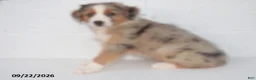 Australian Shepherd dogs for sale: Bobby - Ad 4