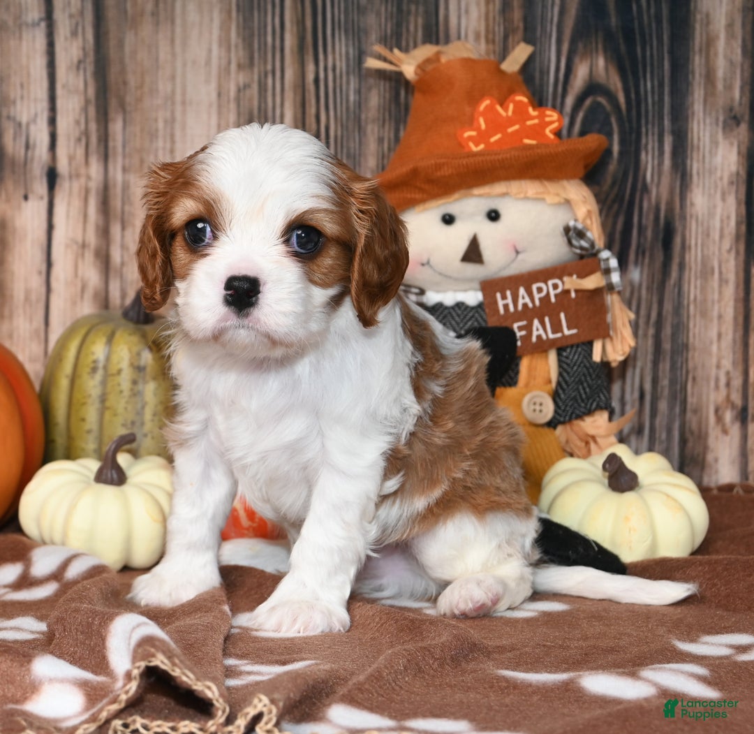 Cavalier King Charles Spaniel dogs for sale: Kai - Ad 17