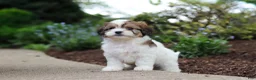 Cavachon dogs for sale: Teddy - Ad 8