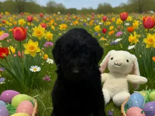 Goldendoodle dogs Goldendoodle Puppy 2 Lt green - Ad 25