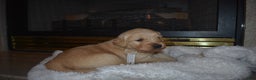 Golden Retriever dogs for sale: Macy - Ad 5