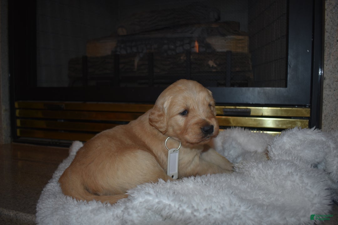 Golden Retriever dogs for sale: Macy - Ad 5