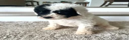 Mixed Breed dogs for sale: Ranger - Ad 9