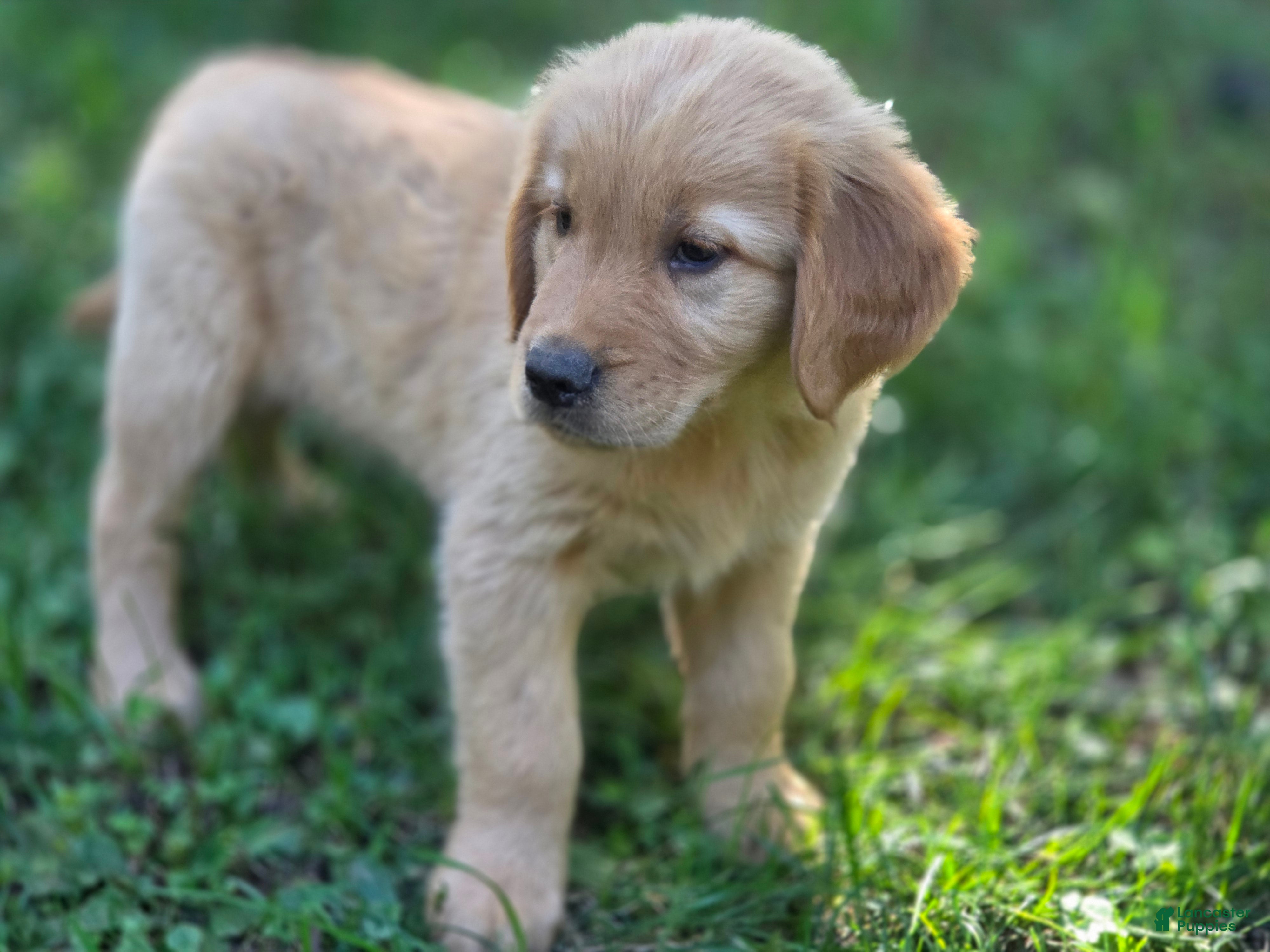 Golden Retriever dogs Lawrence Golden Retriever  - Ad 2