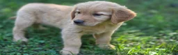 Golden Retriever dogs for sale: Lawrence Golden Retriever  - Ad 2
