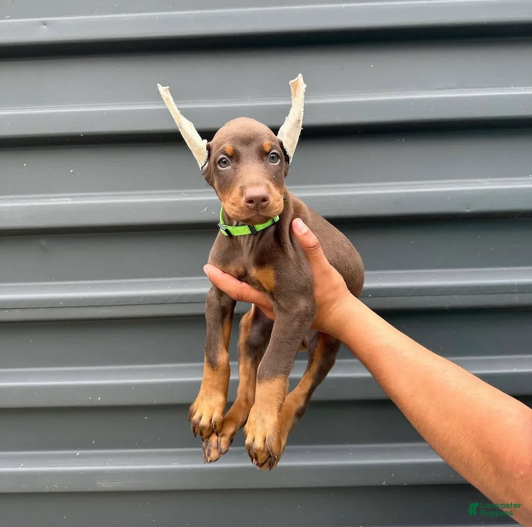 Doberman Pinscher dogs for sale: Roger - Ad 1
