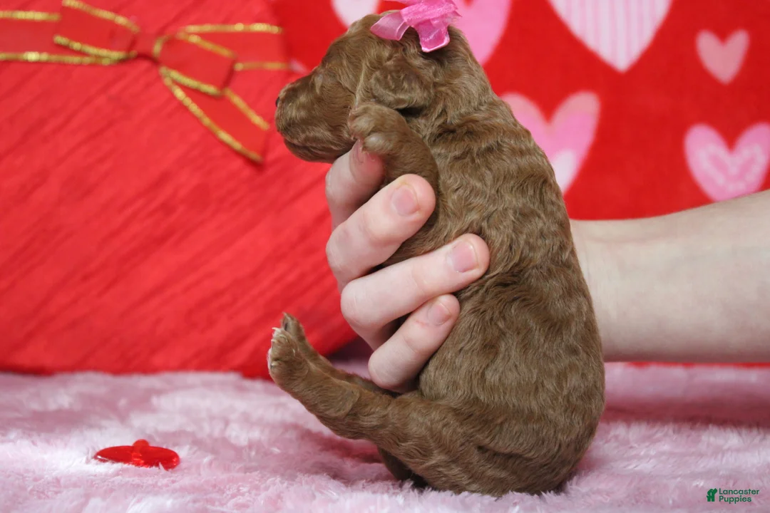 Goldendoodle dogs for sale: Pepper - Ad 7