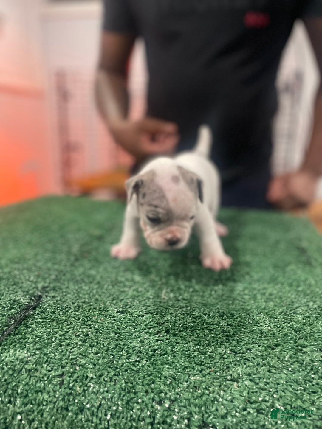 American Bully dogs for sale: American Bully Puppy 2 - Ad 5