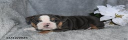 English Bulldog dogs for sale: Shane - Ad 2