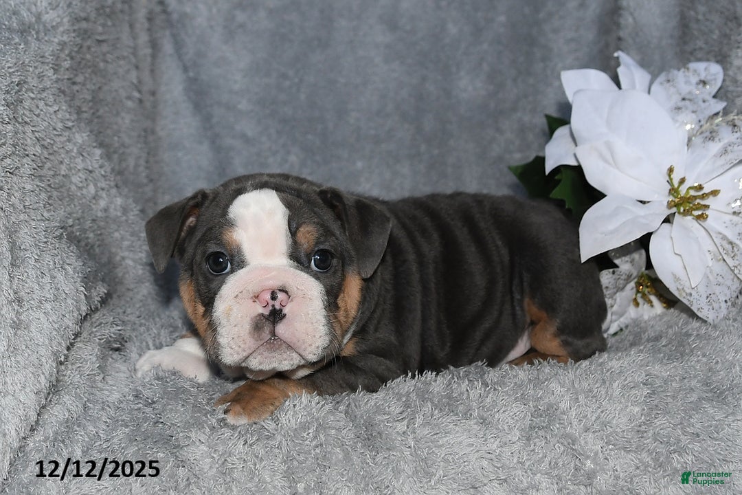English Bulldog dogs for sale: Shane - Ad 2