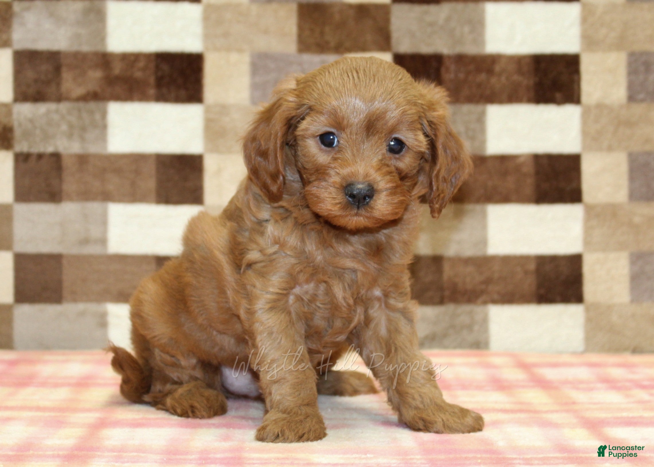 Cavapoo dogs George - Ad 1