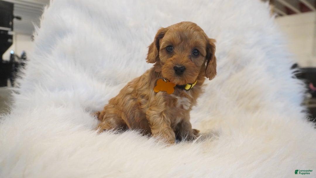 Cavapoo dogs for sale: Venus  - Ad 12