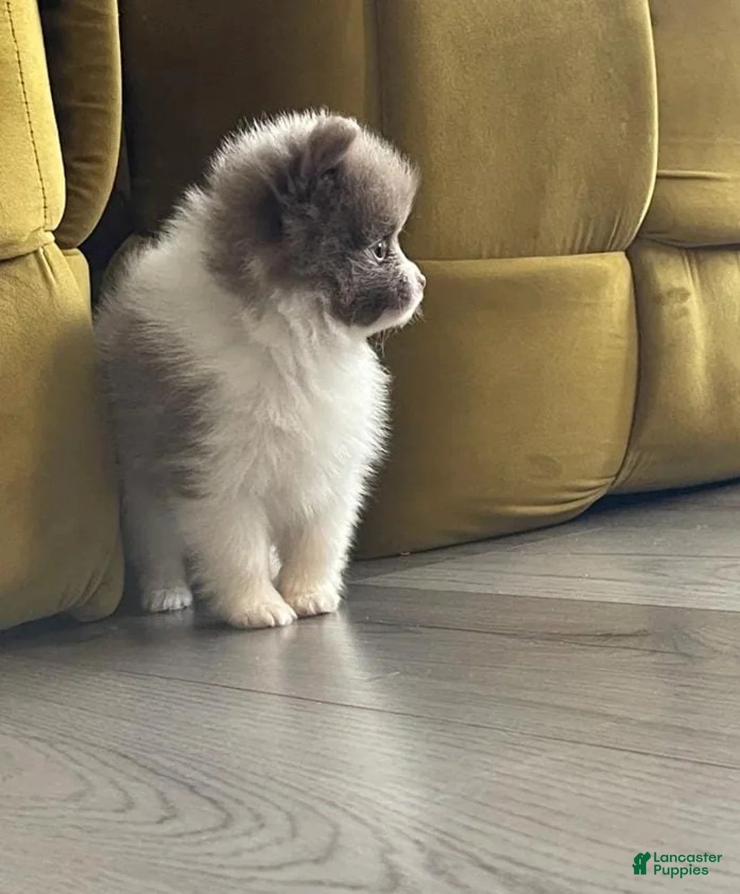 Pomeranian dogs for sale: Rafa - Ad 37