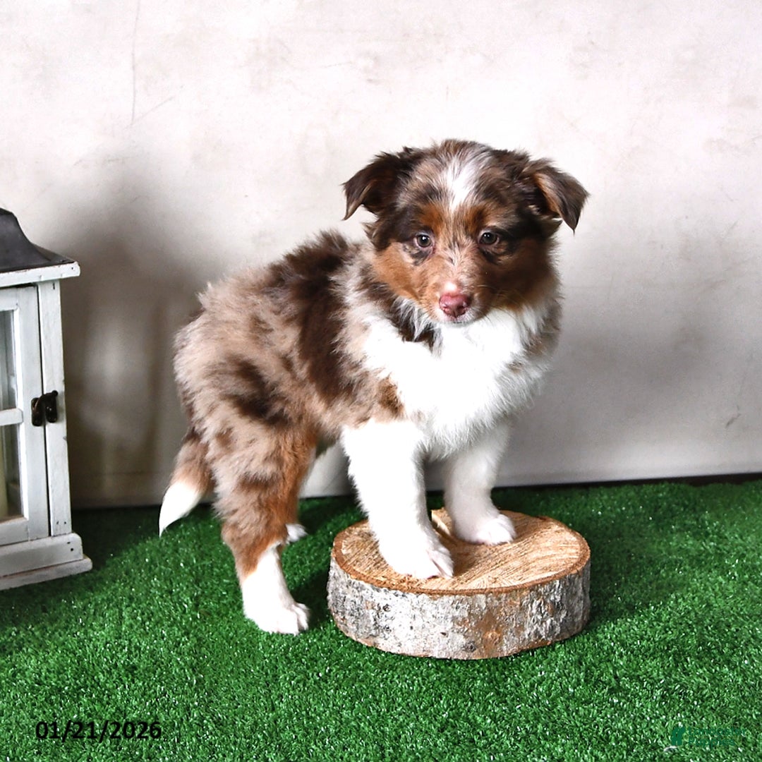 Miniature Australian Shepherd dogs for sale: Joy - Ad 4