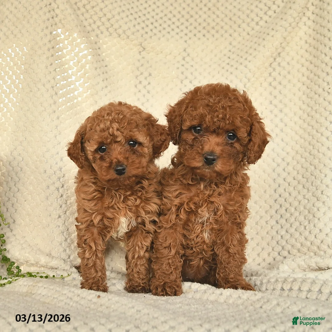 Toy Poodle dogs for sale: Harper  - Ad 5