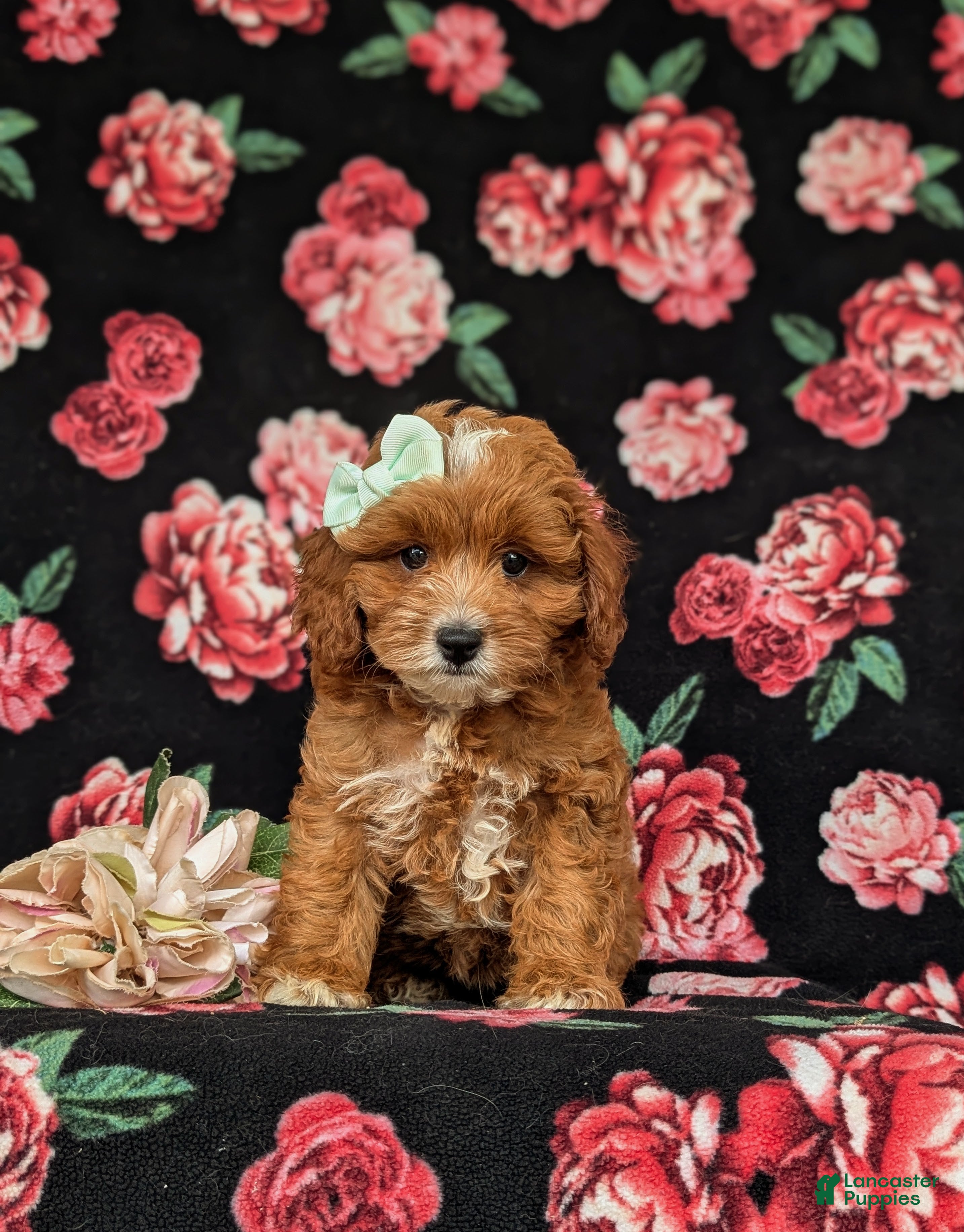 Cavapoo dogs Godiva - Ad 2