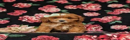 Cavapoo dogs for sale: Godiva - Ad 2
