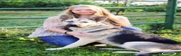 German Shepherd dogs for sale: Opal - Ad 8